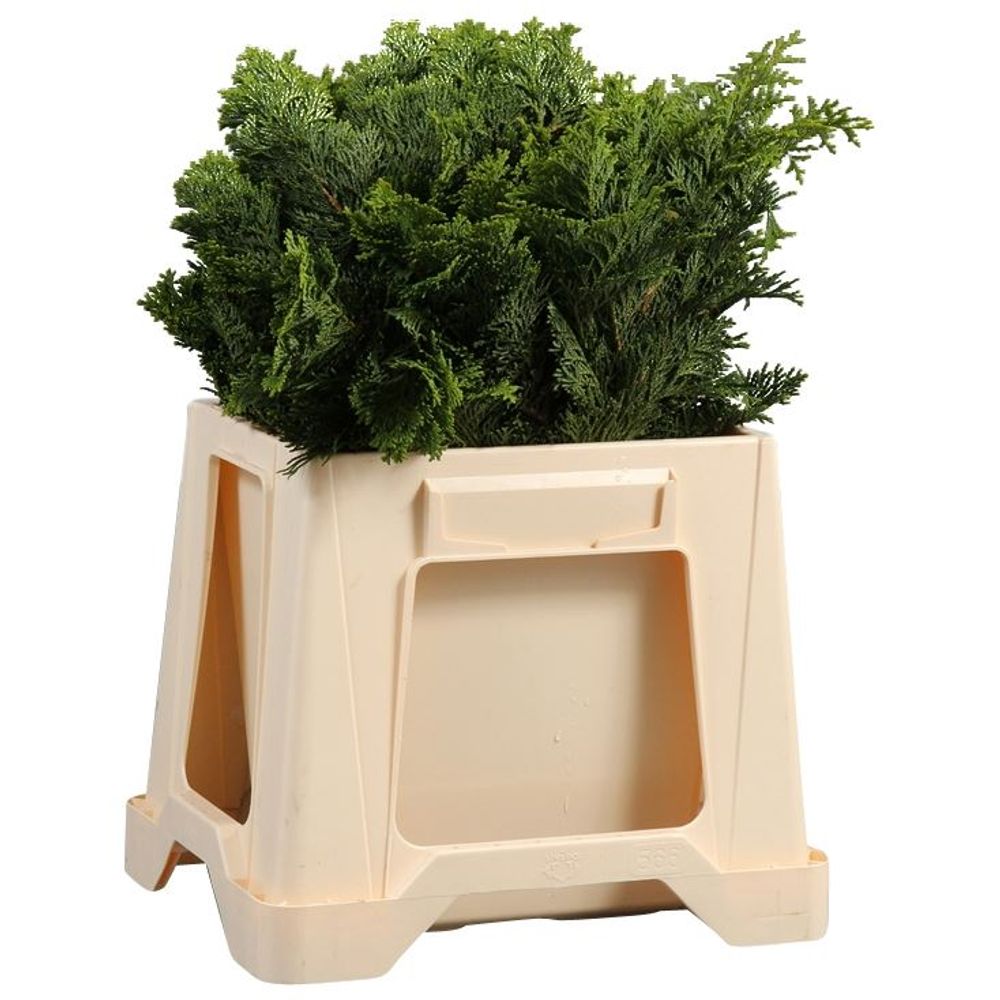 Konifere grün Nana Gracillis 35cm 300 gramm bund