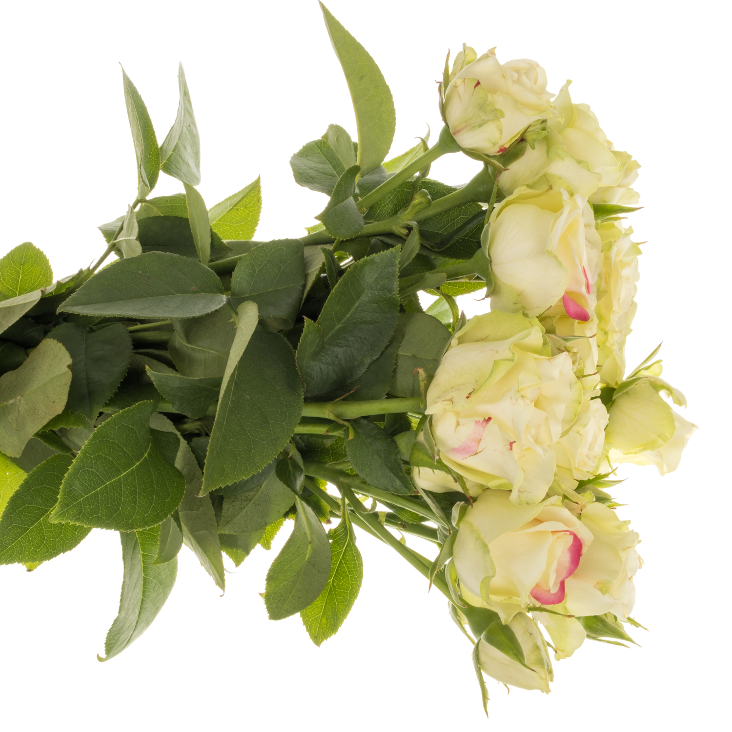 Rosa Freiland creme/rot Paloma Blanca 3+Blüte 35cm