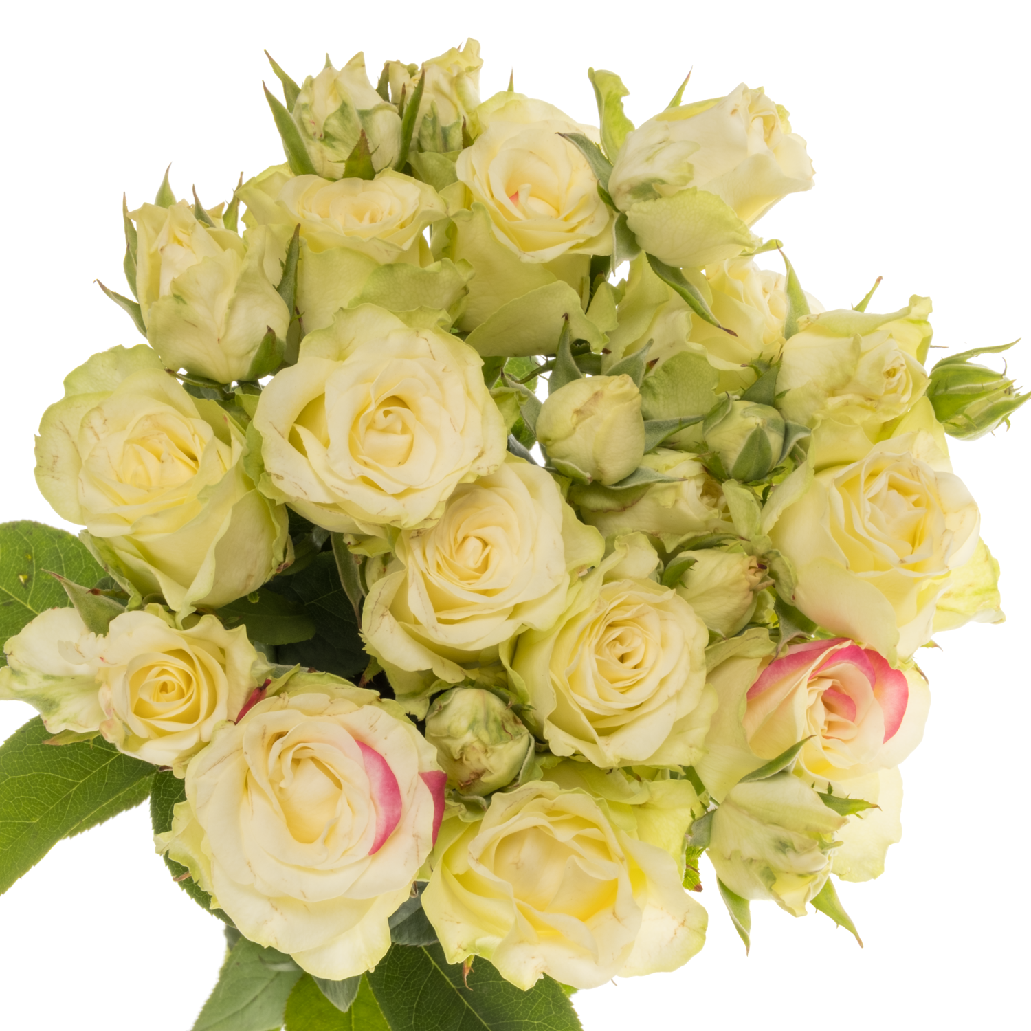 Rosa Freiland creme/rot Paloma Blanca 3+Blüte 35cm