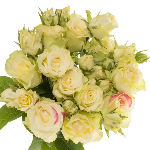 Rosa Freiland creme/rot Paloma Blanca 3+Blüte 35cm