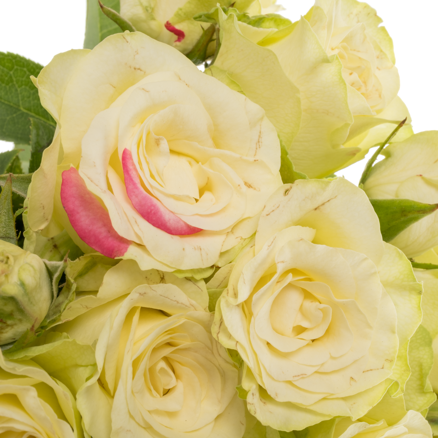 Rosa Freiland creme/rot Paloma Blanca 3+Blüte 35cm