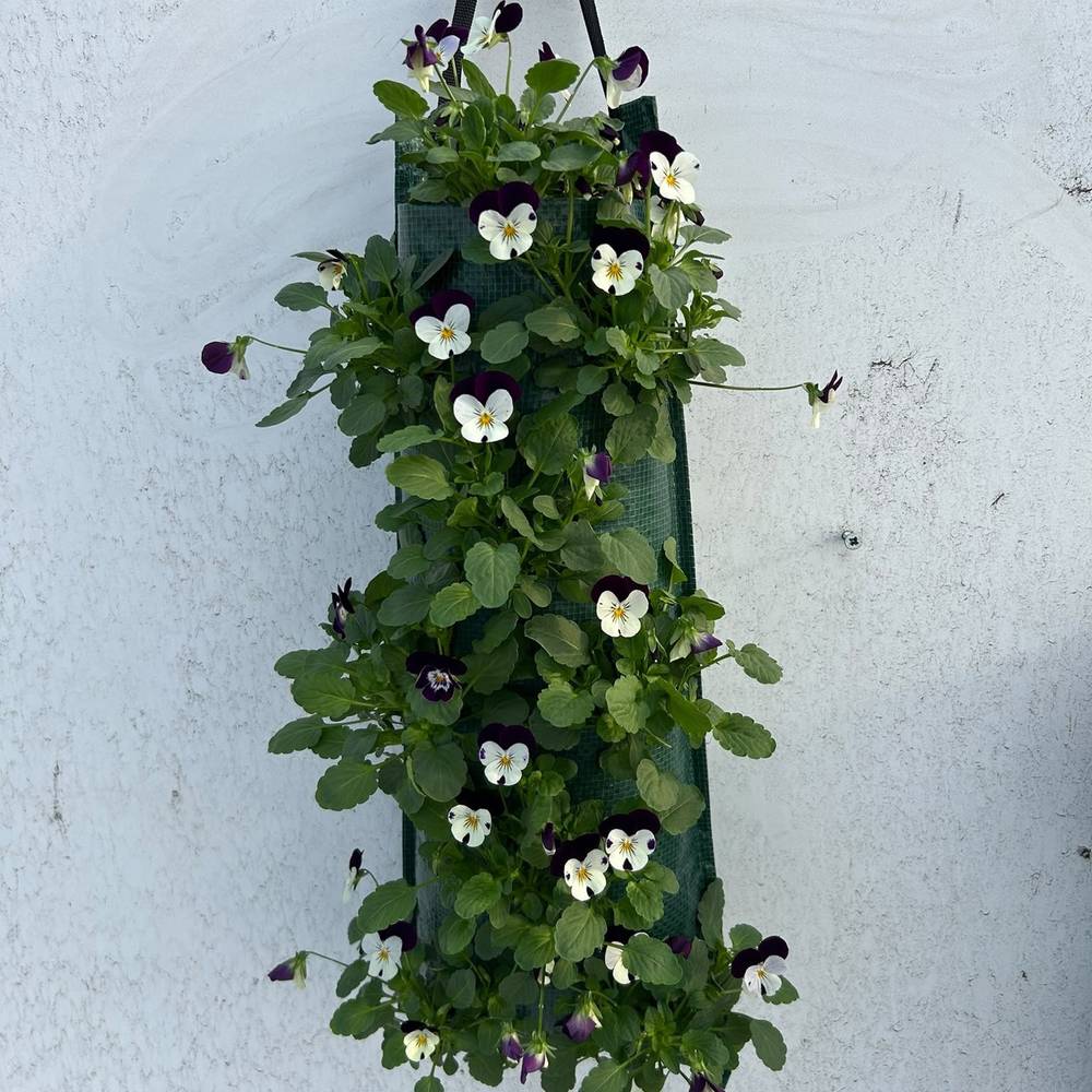Hornveilchen lila/weiss Wandhänger H050