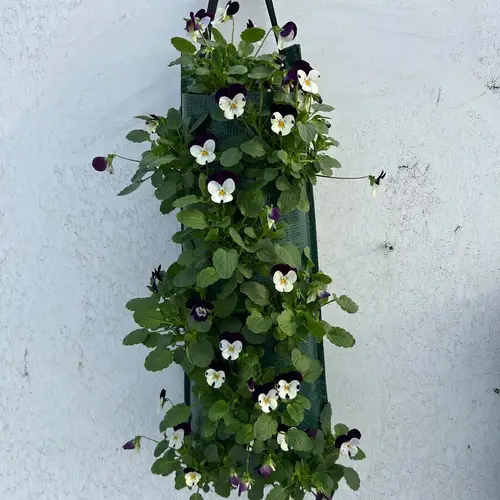 Hornveilchen lila/weiss Wandhänger H050