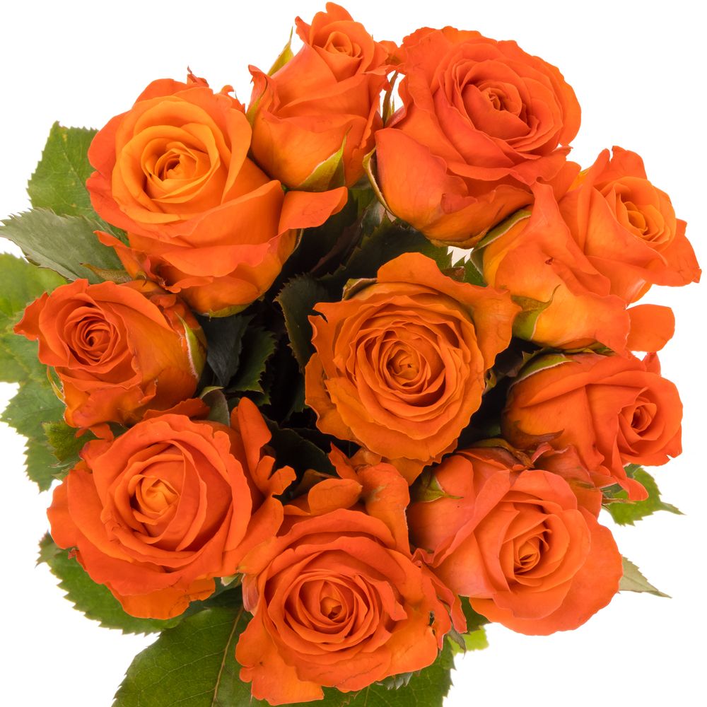 Rose dunkel orange Clarence 35cm