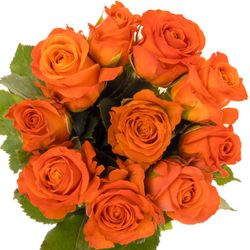 Rose dunkel orange Clarence 35cm