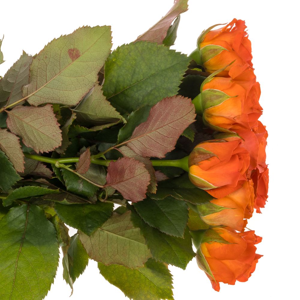 Rose dunkel orange Clarence 35cm