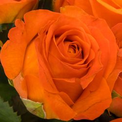 Rose dunkel orange Clarence 35cm