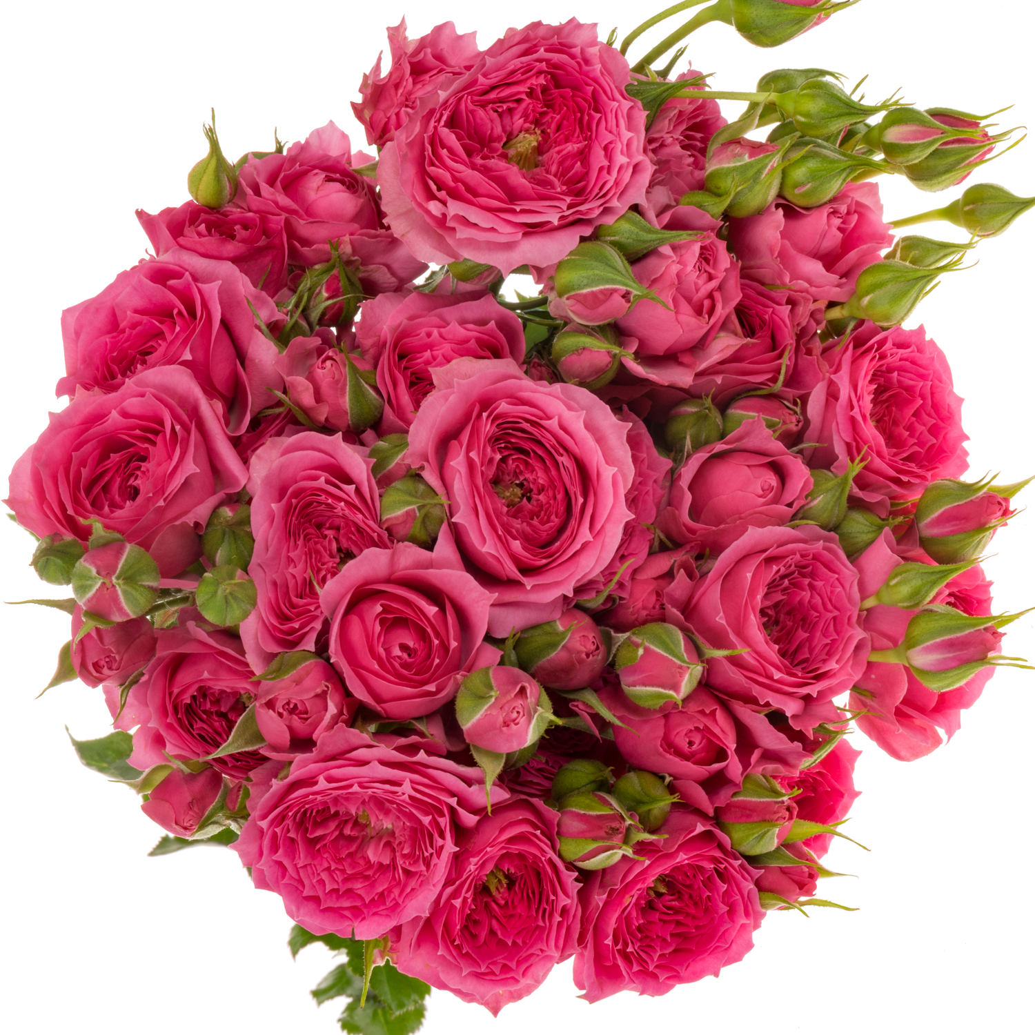 Rose verzweigt dunkel rosa Pink Dimension 5+Blüte 70cm