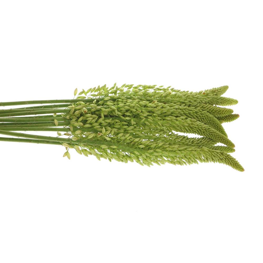 Eremurus weiss  90cm