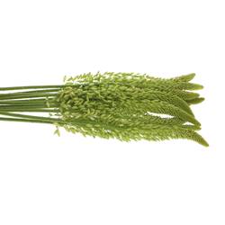 Eremurus weiss  90cm
