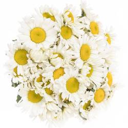 Margerite creme weiss Harmony 40cm