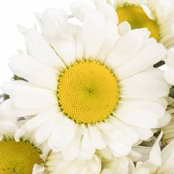 Margerite creme weiss Harmony 40cm