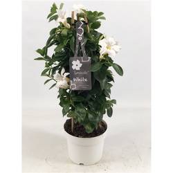 Mandeville Dipl. weiss Pyramide T17 H055