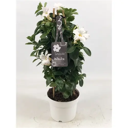Mandeville Dipl. weiss Pyramide T17 H055