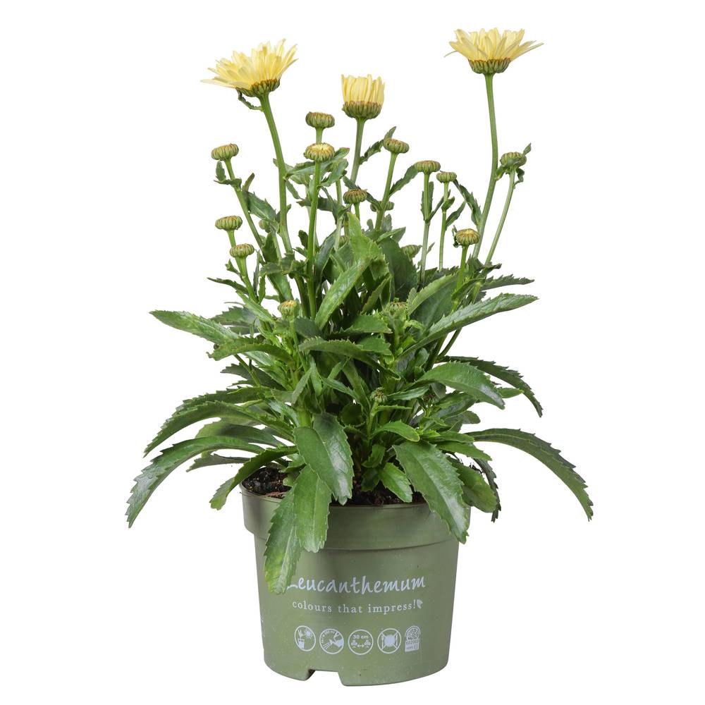 Leucanthemum creme T17 H035