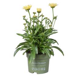 Leucanthemum creme T17 H035