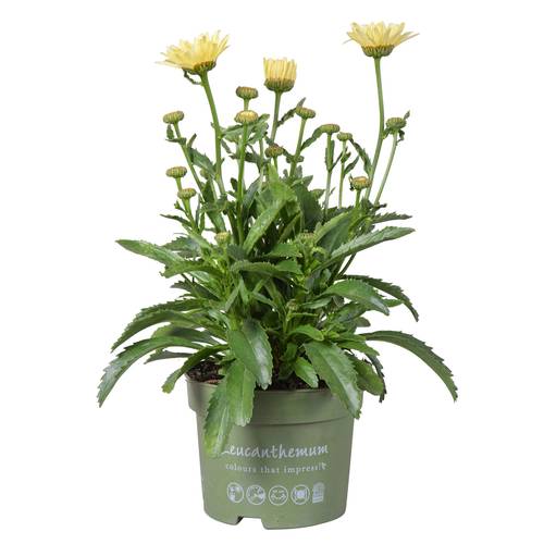 Leucanthemum creme T17 H035