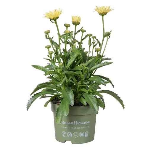 Leucanthemum creme T17 H035