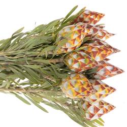 Leucadendron Rubrum Kugel 50cm