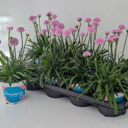 Armeria rosa Dreameria T13 H035