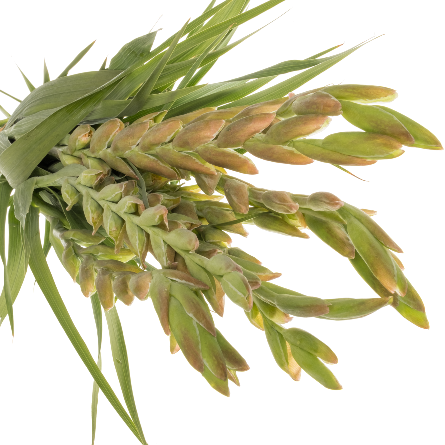 Gladiole orange-gelb Queen Elisabeth Flam100cm