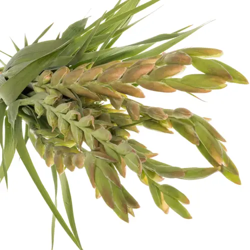 Gladiole orange-gelb Queen Elisabeth Flam100cm