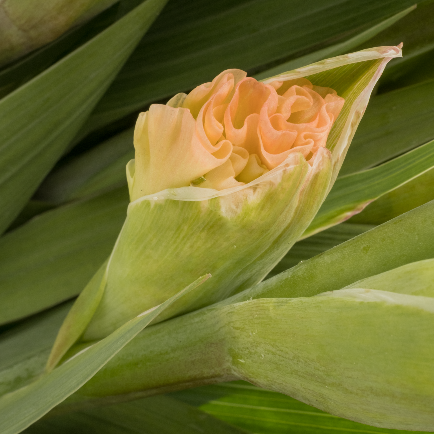 Gladiole orange-gelb Queen Elisabeth Flam100cm