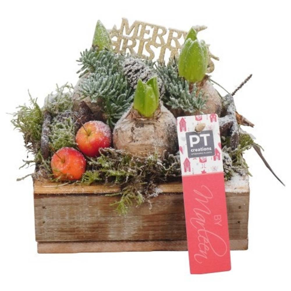 Hyac.Arr PTHCH6730 Weihnachten T15 H016