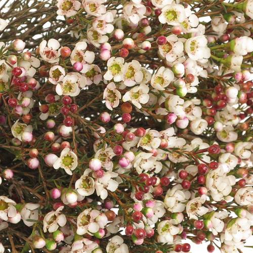 Wachsflower creme Tal 50 Gramm 70cm