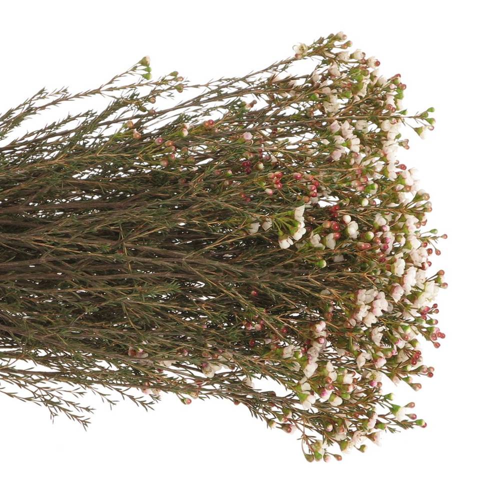 Wachsflower creme Tal 50 Gramm 70cm