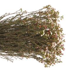 Wachsflower creme Tal 50 Gramm 70cm