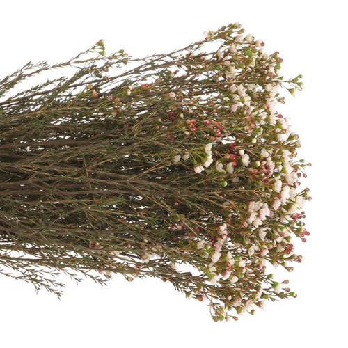 Wachsflower creme Tal 50 Gramm 70cm