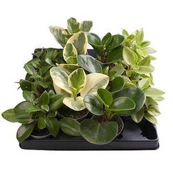Peperomia Obtusifolia mix T06 H015