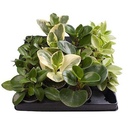 Peperomia Obtusifolia mix T06 H015