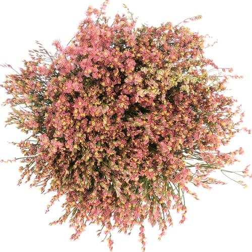 Limonium orange Max Diamond 70cm