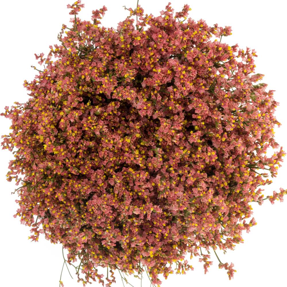 Limonium orange Max Diamond 25 Gramm 65cm