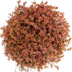 Limonium orange Max Diamond 40 Gramm 65cm