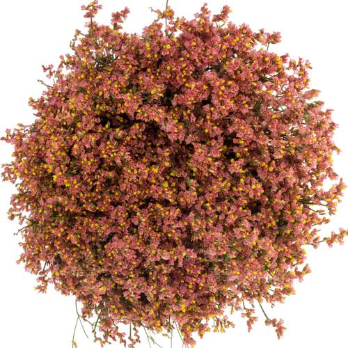 Limonium orange Max Diamond 25 Gramm 65cm