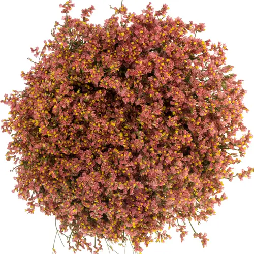 Limonium orange Max Diamond 25 Gramm 65cm