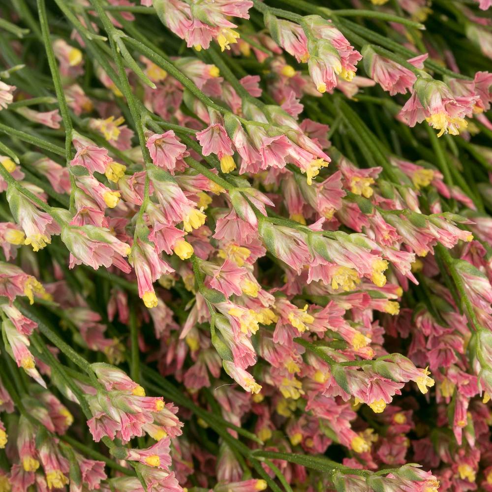 Limonium orange Max Diamond 70cm
