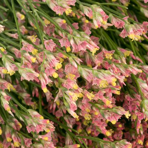 Limonium orange Max Diamond 70cm