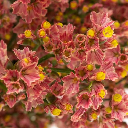 Limonium orange Max Diamond 25 Gramm 65cm