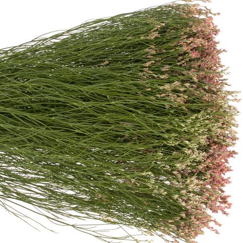Limonium orange Max Diamond 70cm