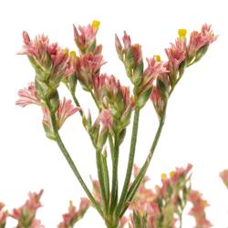 Limonium orange Max Diamond 25 Gramm 65cm