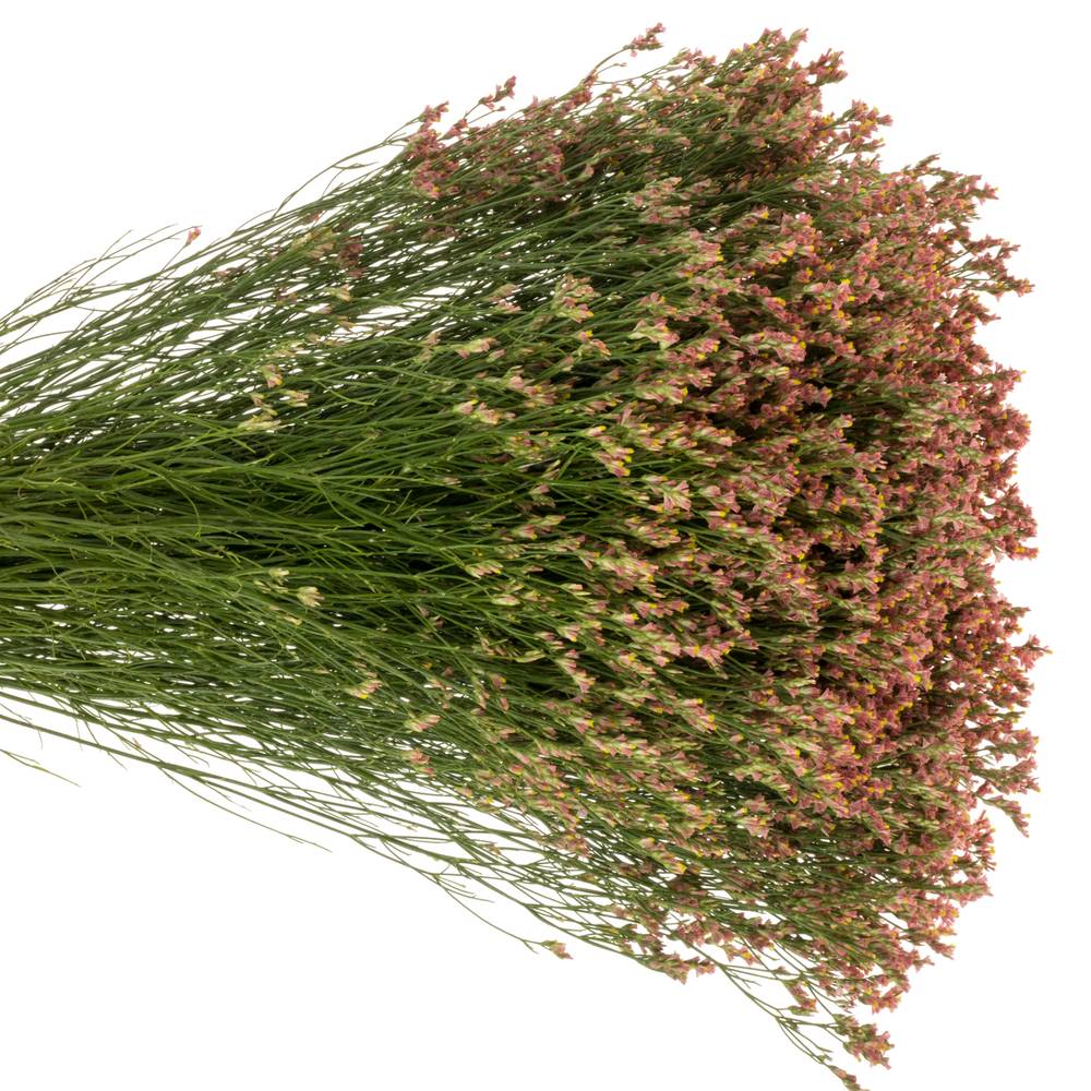 Limonium orange Max Diamond 25 Gramm 65cm