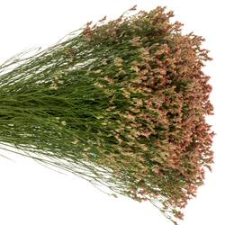 Limonium orange Max Diamond 25 Gramm 65cm