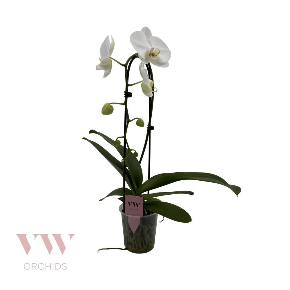 Phal.1-R weiss Cascade T12 H045