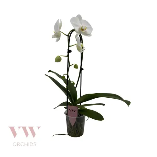 Phal.1-R weiss Cascade T12 H045