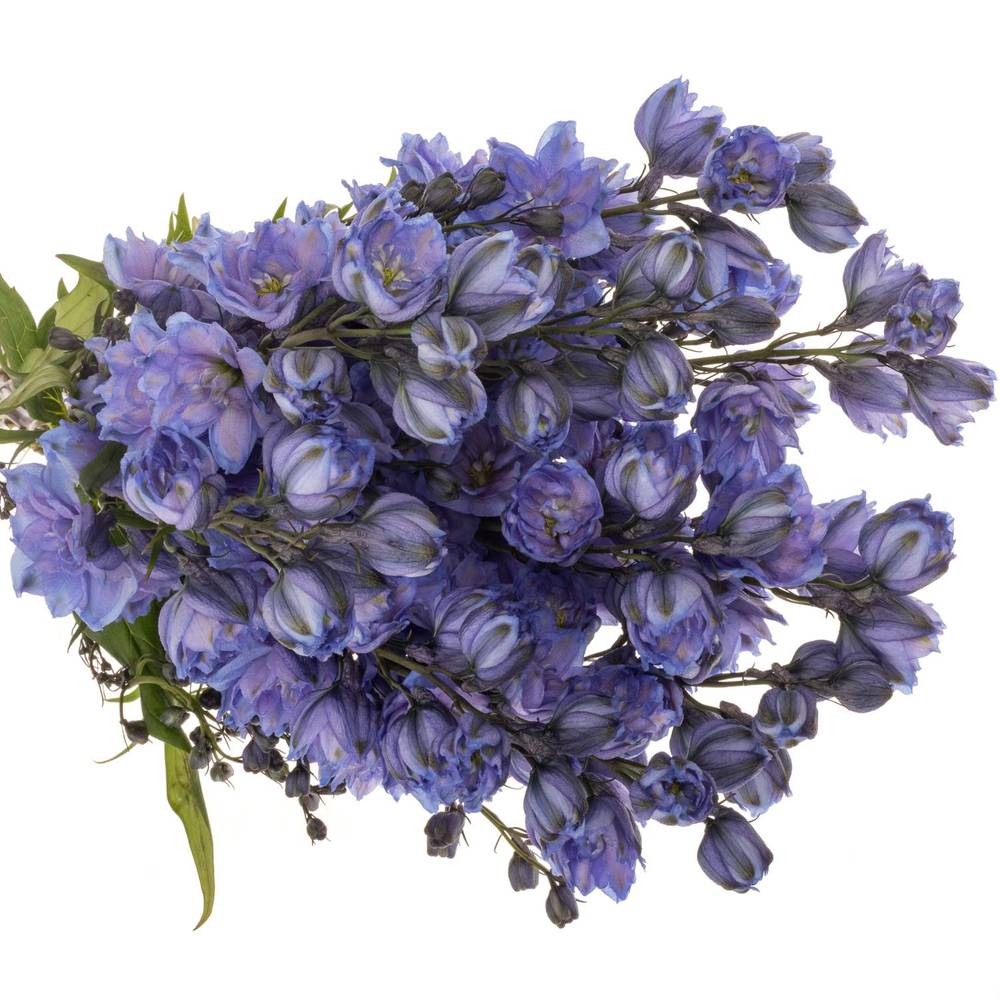 Delphinium blau Blue Power 60cm