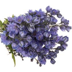 Delphinium blau Blue Power 60cm